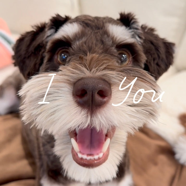 Bowser, the miniature schnauzer who inspired Clumsy Chef